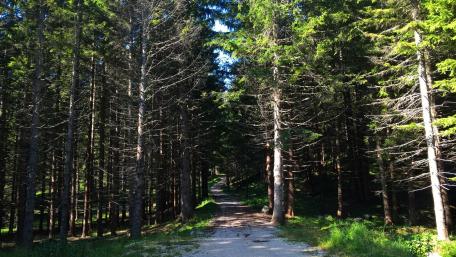 Enchanting Forest Path in Cortina d’Ampezzo wallpaper