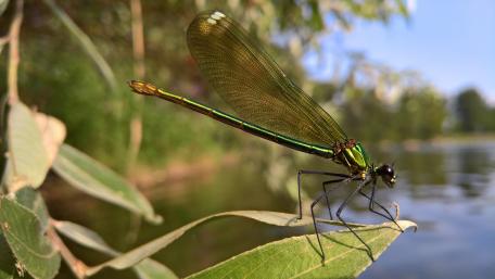 Damselfly wallpaper