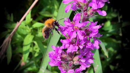 Bee Collecting Nectar from Vibrant Flowers wallpaper