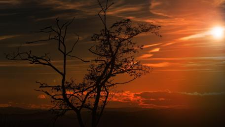 Lone tree silhouette in the sunset wallpaper