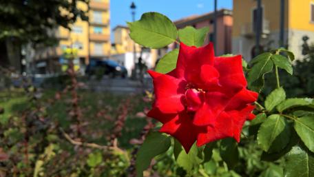 Vibrant Red Rose Blooming Brightly in the Sunlight wallpaper