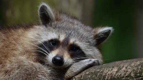 Cute raccoon wallpaper