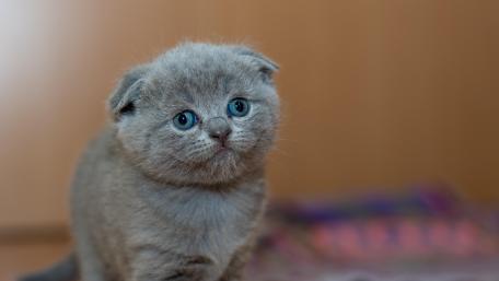 Adorable cat wallpaper