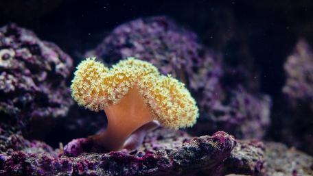 Yellow Corals wallpaper