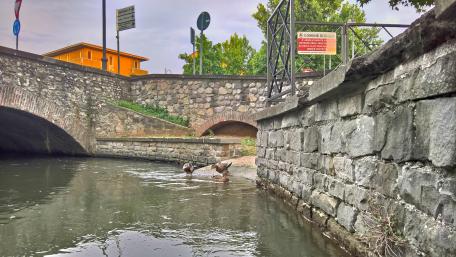 Serene Waterside Scene with Ducks wallpaper