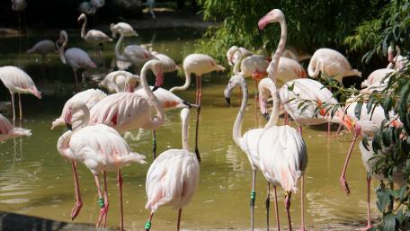 Graceful Flamingos in Nature's Serenity wallpaper