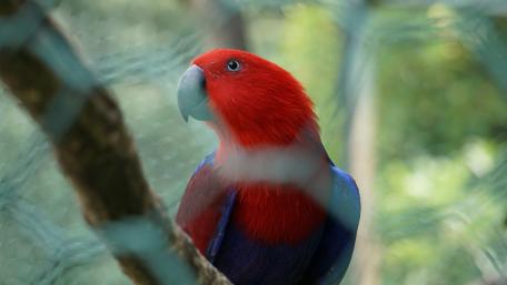 Vibrant Parrot Perched in Nature's Beauty wallpaper