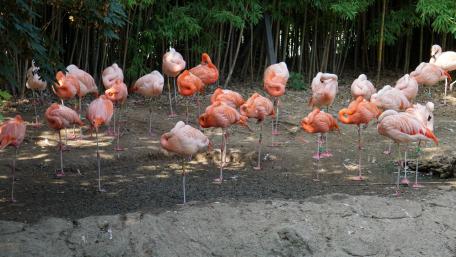 Flamingo Paradise in Nature's Embrace wallpaper
