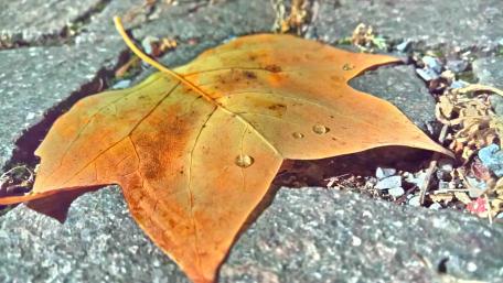 Autumn Maple Leaf with Water Drops in Close-Up wallpaper