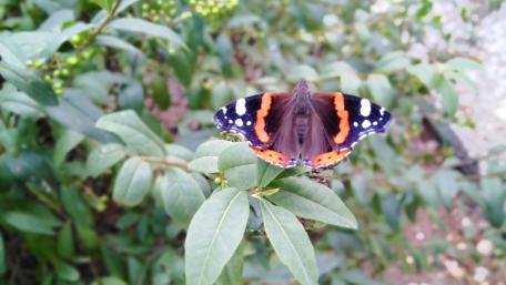 Butterfly wallpaper
