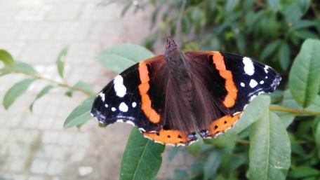 Colorful Butterfly on Green Leaves wallpaper
