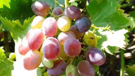 Grapes wallpaper