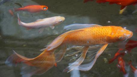 Vibrant Goldfish Underwater Scene wallpaper