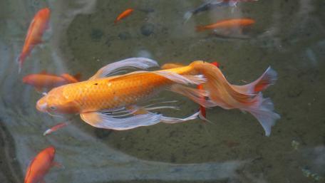 Golden Elegance in an Aquarium Scene wallpaper