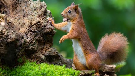 Squirrel with a nut wallpaper