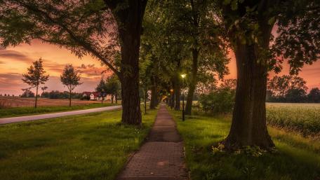 Serene Tree-Lined Walkway at Sunset wallpaper
