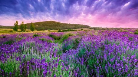 Lavender blossom wallpaper