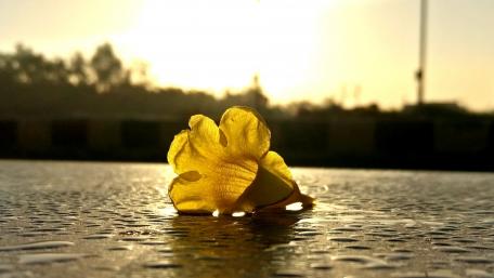 Flower wallpaper