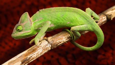 Chameleon wallpaper