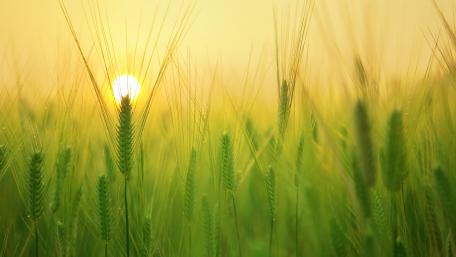 Barley field at sunrise wallpaper