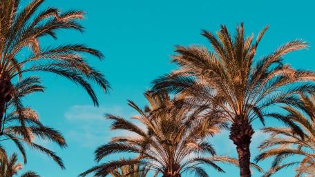 Blue sky with palm trees wallpaper