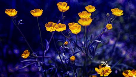 Blurry yellow flowers wallpaper