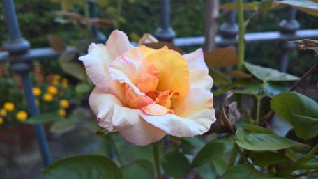 Elegant Blooming Rose in Soft Hues wallpaper