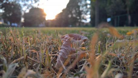 Golden Hour in the Grasslands wallpaper