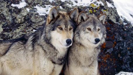 Pack Companions in Snowy Wilderness wallpaper