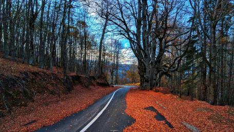 Forest Road wallpaper