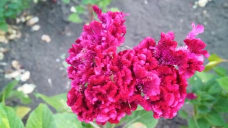 Vibrant Pink Celosia Blooms Bringing Life to Your Space wallpaper