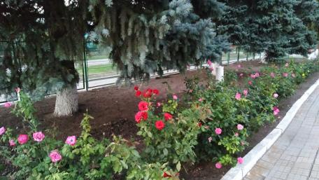 Vibrant Rose Garden Alongside Evergreen Trees wallpaper