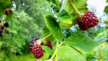 Juicy Blackberries on the Vine Near Nature’s Greenery wallpaper