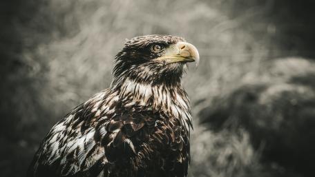 Majestic Hawk Portrait in Nature wallpaper