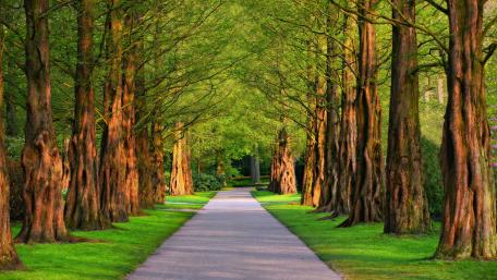 Tree lane wallpaper