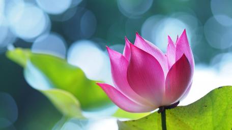 Pink lotus flower wallpaper
