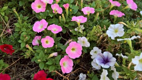 Blossoming Garden in Full Color wallpaper