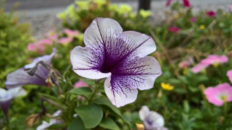 Delicate Purple Petunia Flower Wallpaper wallpaper