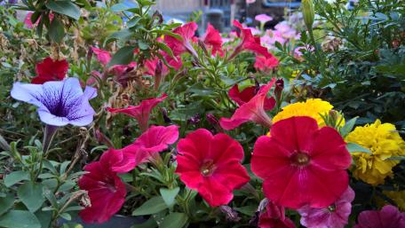 Vibrant Flower Garden in Bloom wallpaper