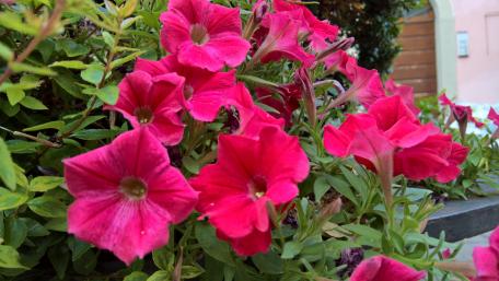 Vibrant Pink Petunias in Bloom wallpaper