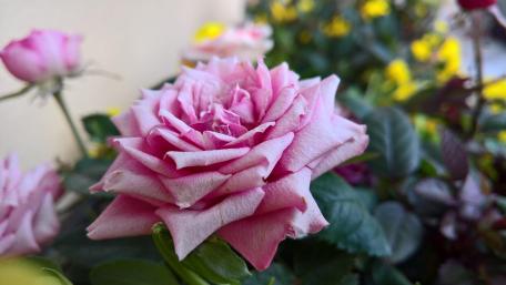 Delicate Pink Rose in Bloom wallpaper