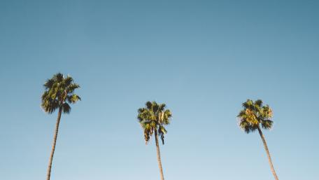 Palm trees wallpaper