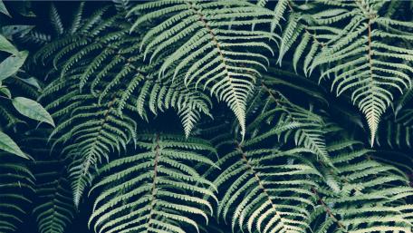 Fern leaves wallpaper