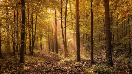 Golden Light in Autumn Forest Scene wallpaper