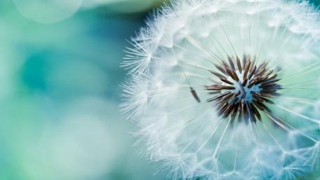 Dandelion seeds wallpaper