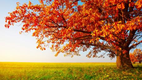 Lone tree at fall wallpaper