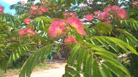 Vibrant Blossoms in Nature's Embrace wallpaper