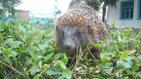 Cute hedgehog wallpaper