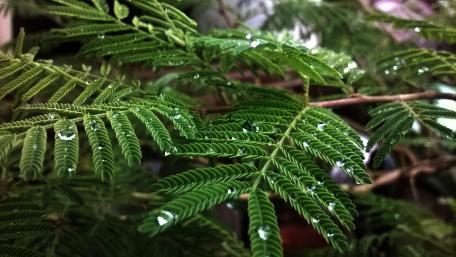 Lush Tamarind Leaves Glimmering with Dew Drops wallpaper