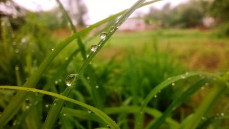 Bright Dewdrops on Lush Grass Blades for a Fresh Nature Vibe wallpaper